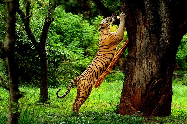 PARAMBIKULAM TIGER RESERVE SANCTUARY - 4Kerala