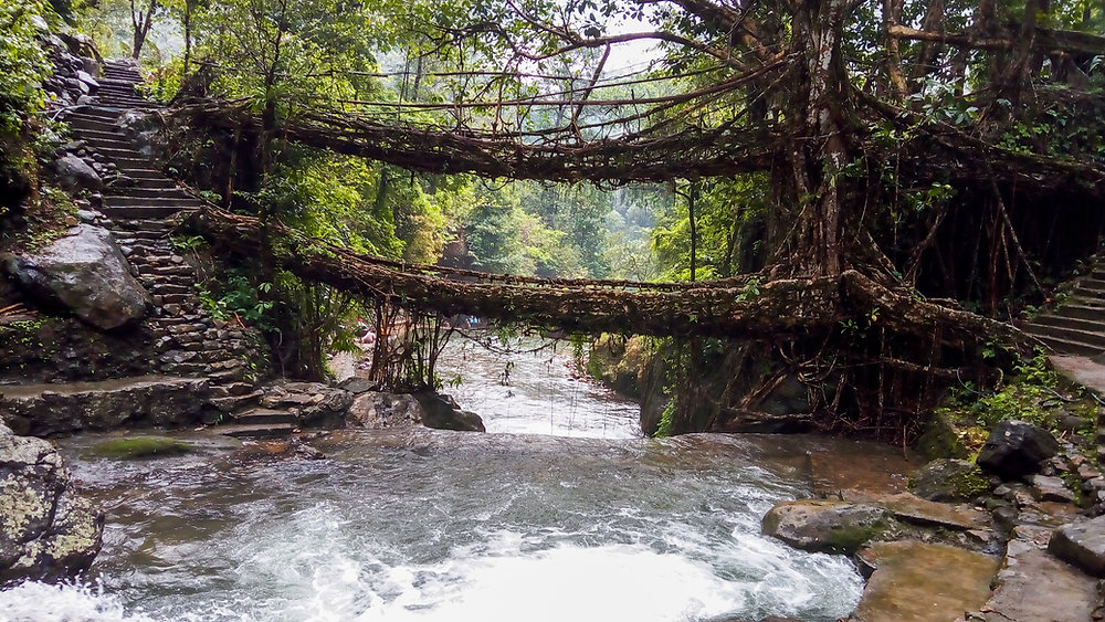 Root Bridge Design The Double Decker Living Root Bridge: Nature's Engineering Marvel - 4Kerala