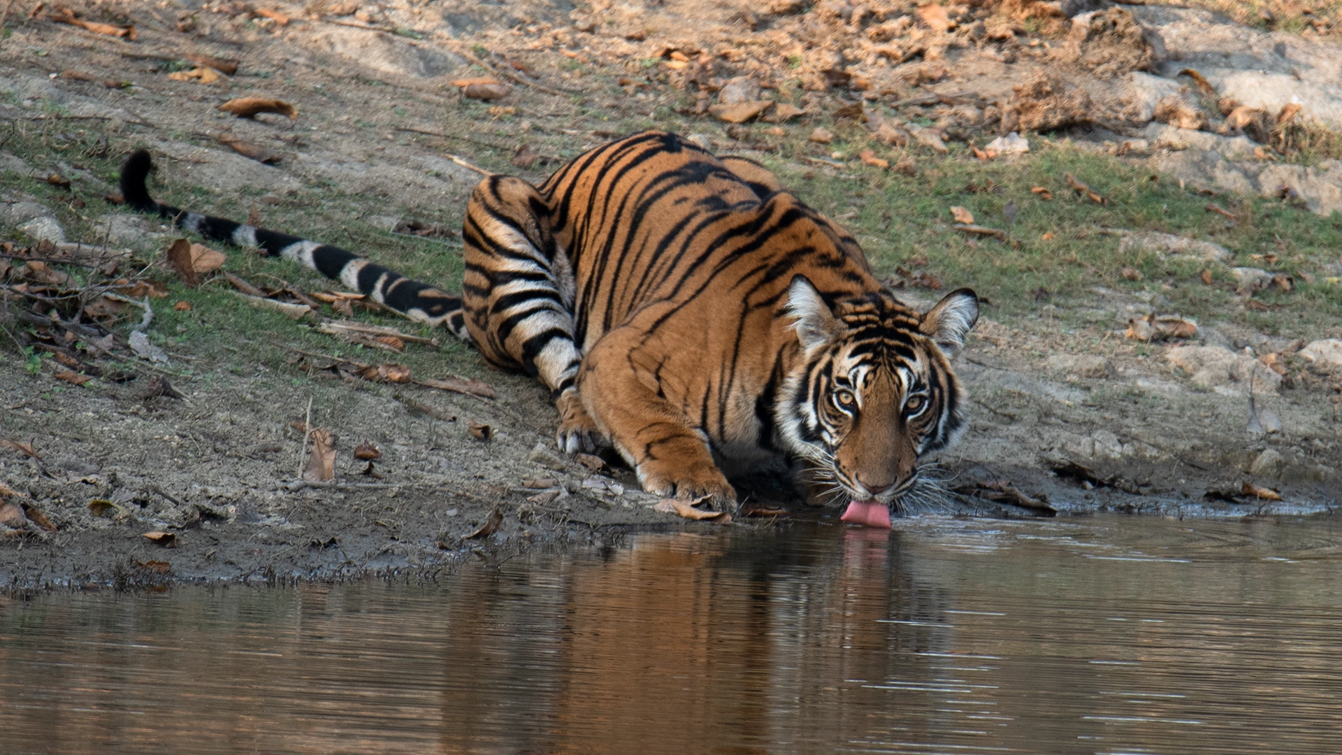 Exploring the Rich Biodiversity of Kalakkad Mundanthurai Tiger Reserve ...