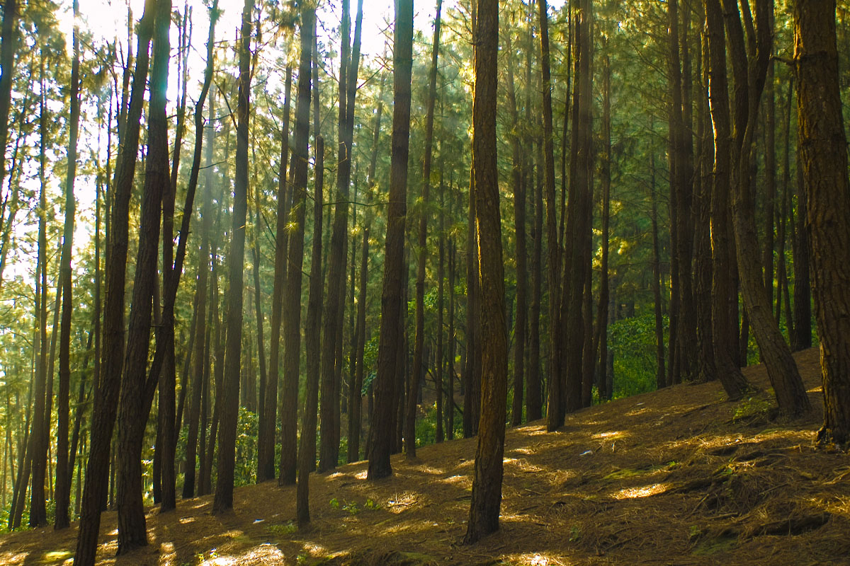 Exploring the Serene Charms of Vagamon Pine Forest: A Nature Lover's ...